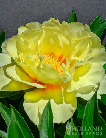 86169-bartzella-itoh-hybrid-peony-6 holland.jpg